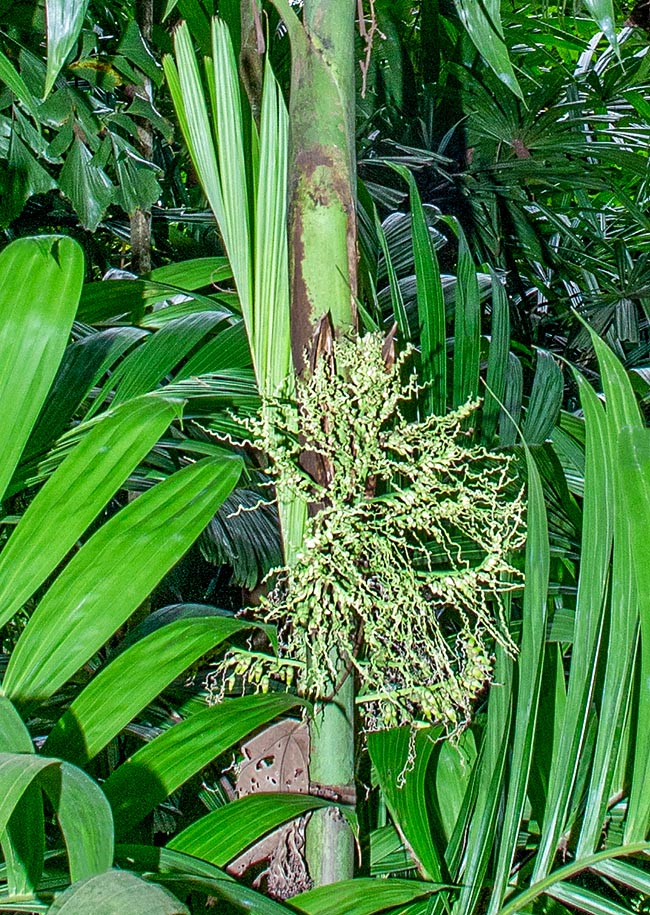 Areca triandra, Arecaceae