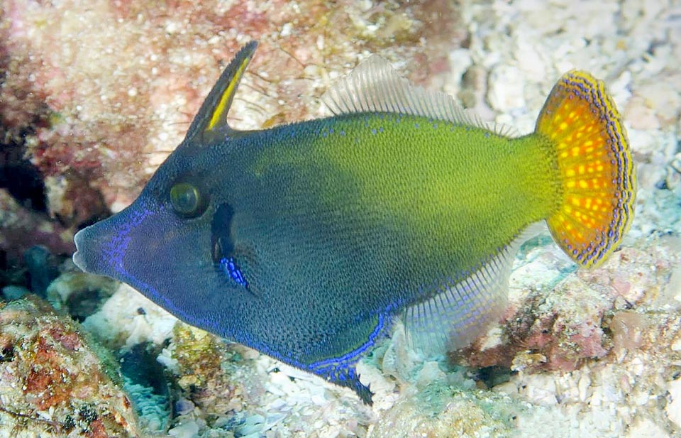 Pervagor janthinosoma, Monacanthidae, Blackbar filefish