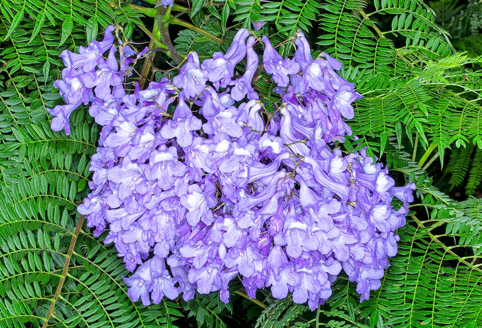 Jacaranda mimosifolia, Bignoniaceae