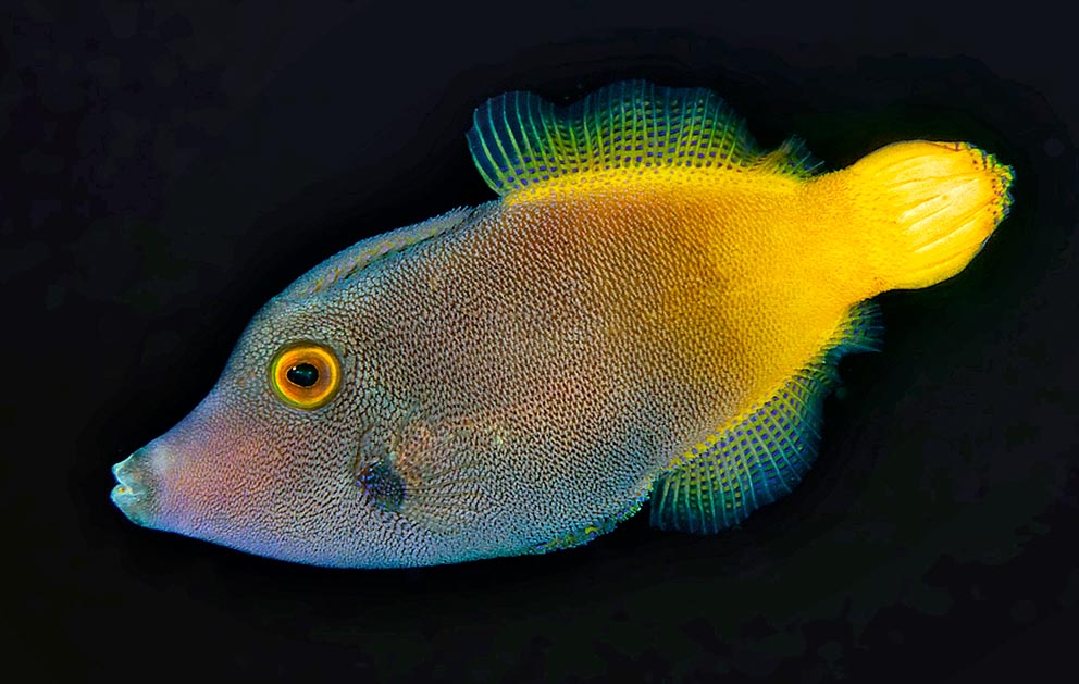 Pervagor aspricaudus, Monacanthidae, Orangetail filefish