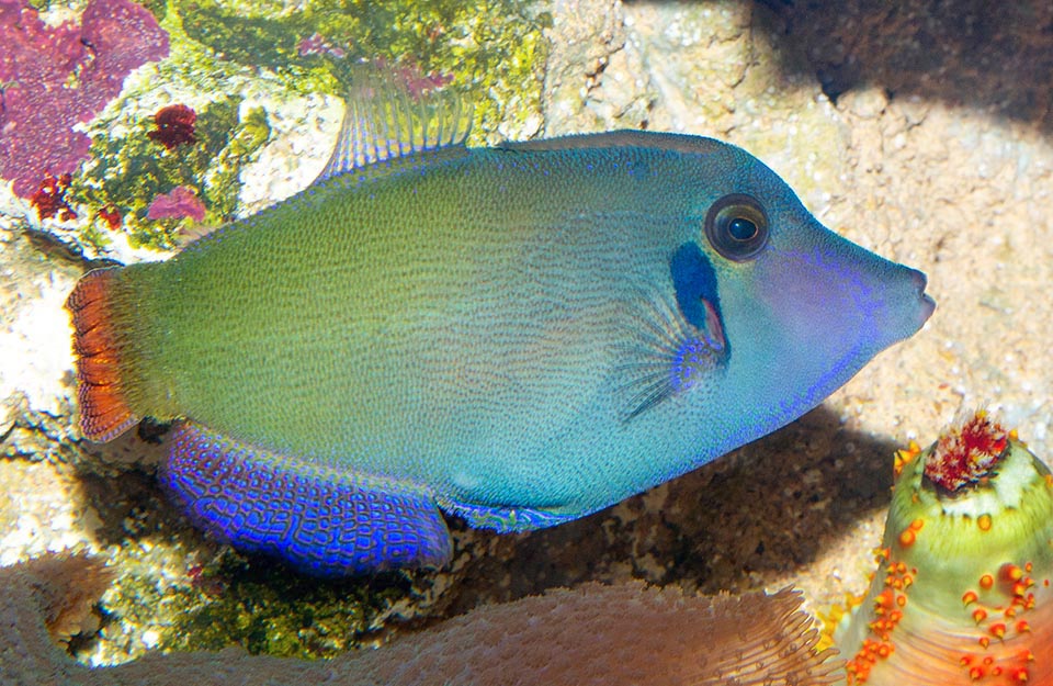 Colours are more intense in males. The anal fin displays showy blue small dots and have a barb of skin glandular appendages at the end of the caudal peduncle.