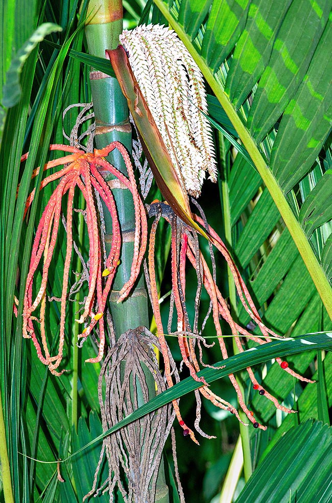 Pinanga crassipes, Arecaceae