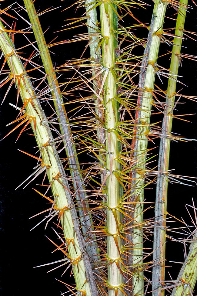 Salacca affinis, Arecaceae