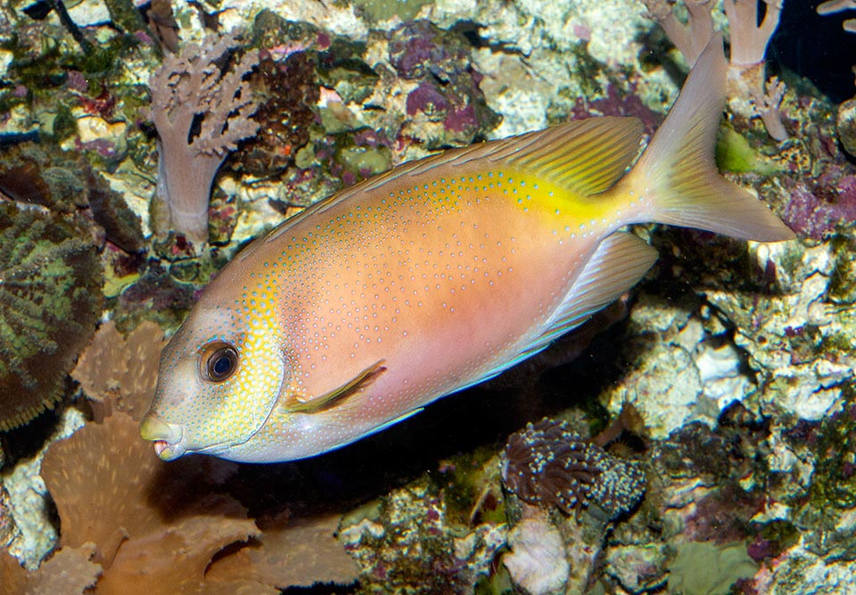 Siganus corallinus, Siganidae, Blue-spotted spinefoot