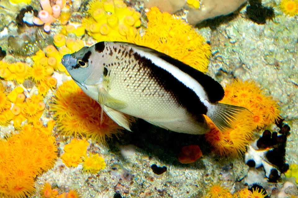 Apolemichthys griffisi, Pomacanthidae, Poisson-ange de Griffis