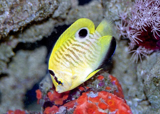 Apolemichthys xanthopunctatus, Goldspotted angelfish