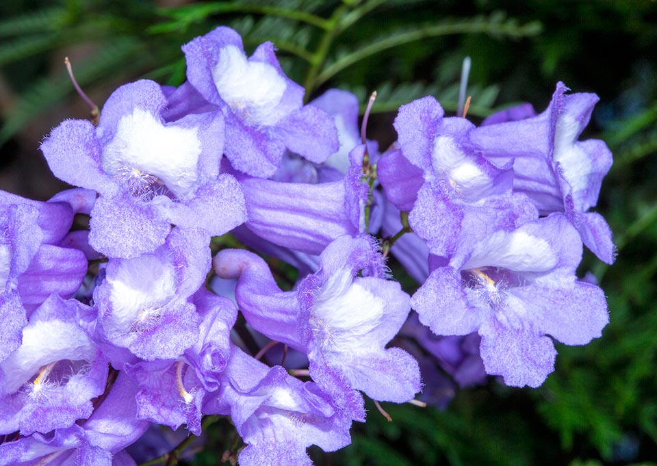 Jacaranda mimosifolia, Bignoniaceae