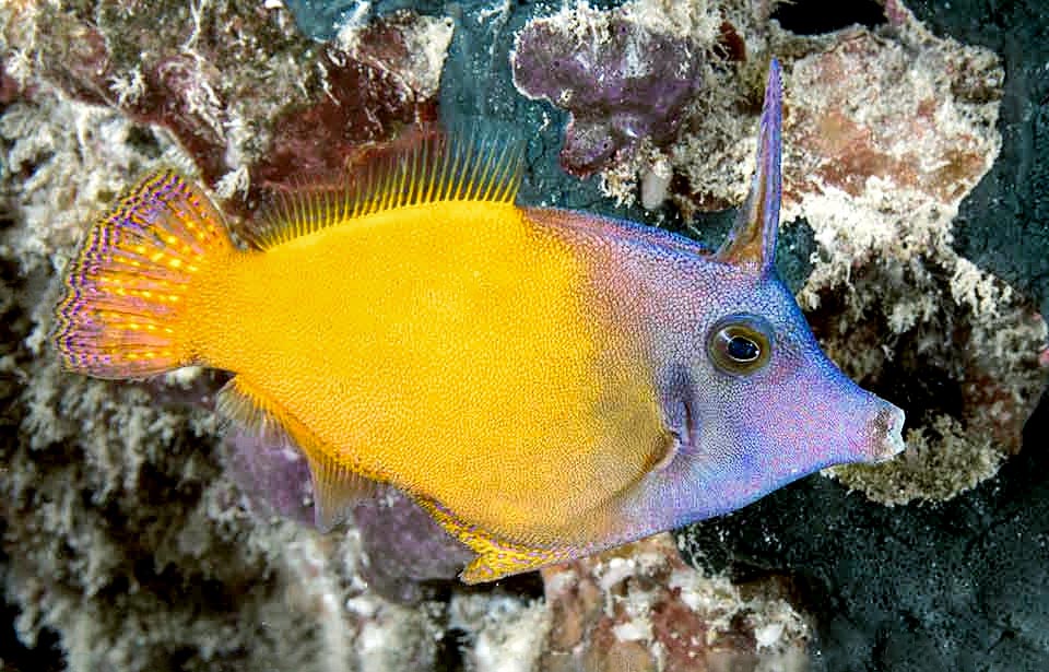 Pervagor aspricaudus, Monacanthidae, Orangetail filefish