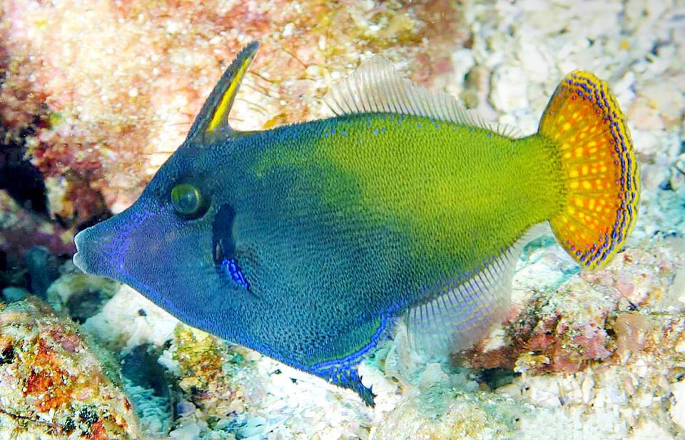 Aquí se ve la elegante aleta caudal extendida y sobre todo el estilete dorsal, presente también en las hembras, evidente por un trazo amarillo. Puede bloquearlo en vertical como en el pez ballesta para, aún muerto, herir a los agresores. Al estirarlo, junto con el vientre dilatado, hace que el pez parezca más grande, amenazador y difícil de tragar.