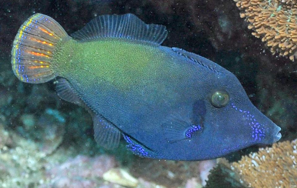 Pervagor janthinosoma, Monacanthidae Pervagor janthinosoma, Monacanthidae