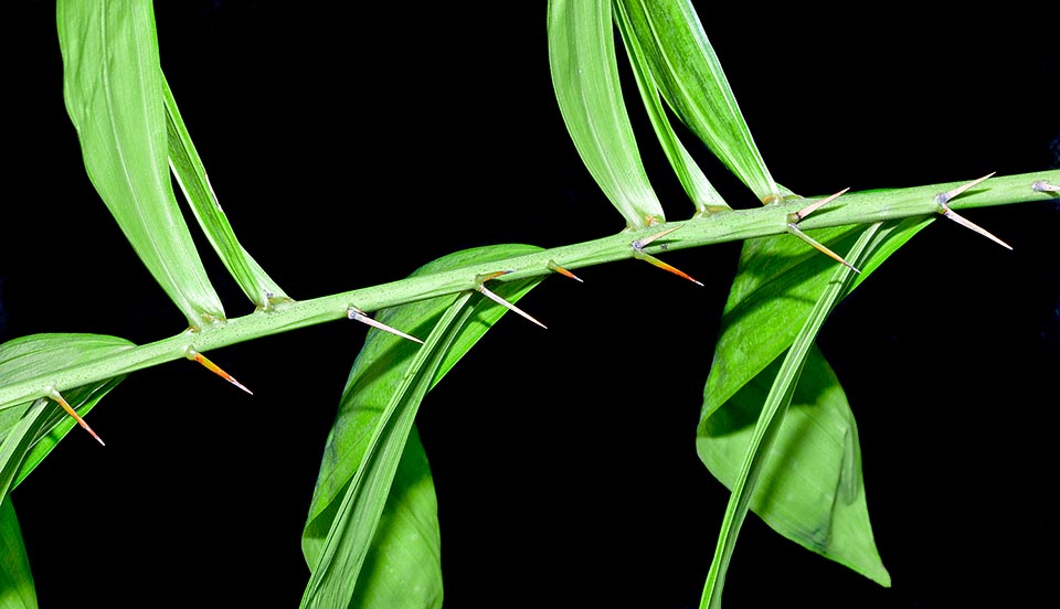 Salacca affinis, Arecaceae