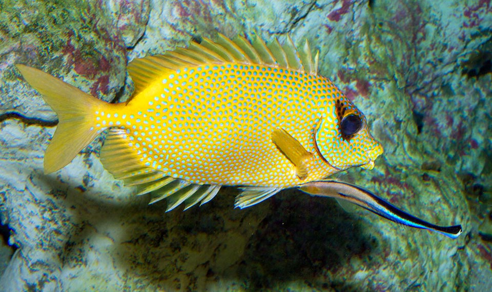 Siganus corallinus, Siganidae, Blue-spotted spinefoot