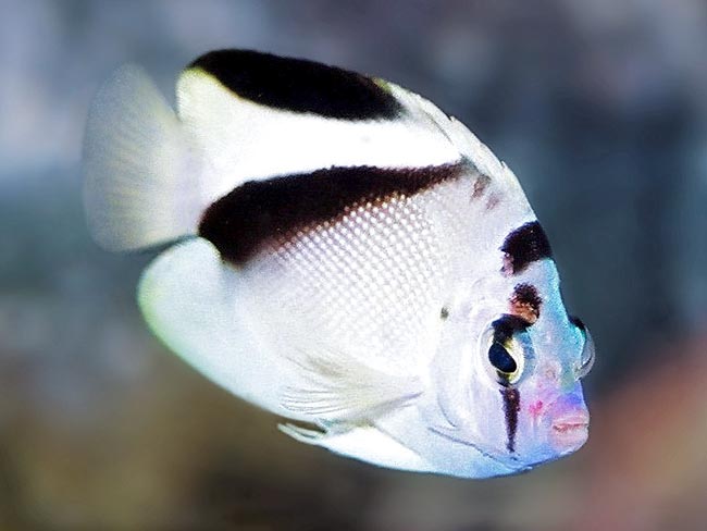 Apolemichthys griffisi, Pomacanthidae, Griffis angelfish