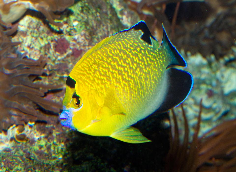 Apolemichthys xanthopunctatus, Goldspotted angelfish