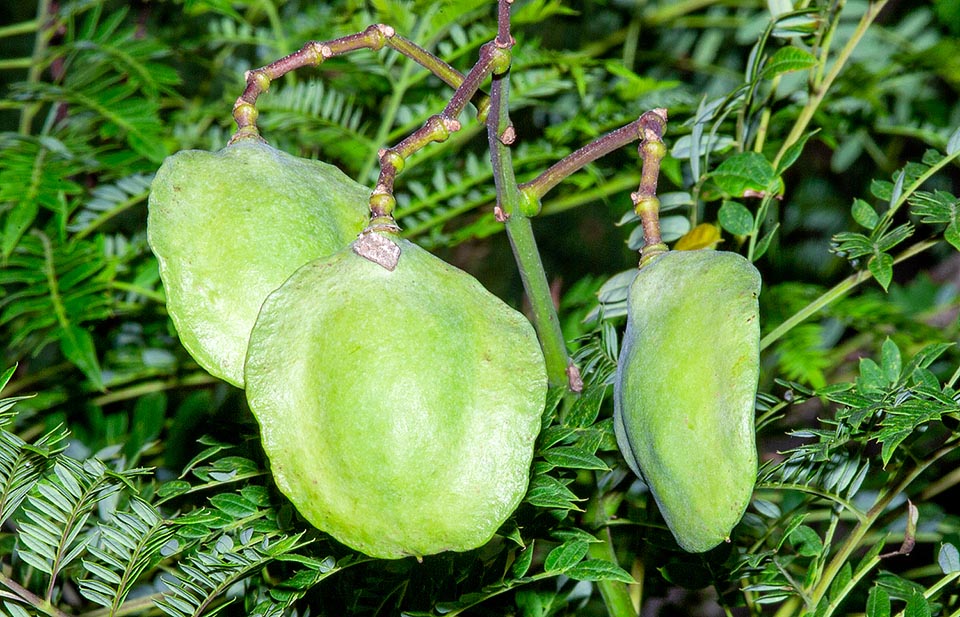 Jacaranda mimosifolia, Bignoniaceae