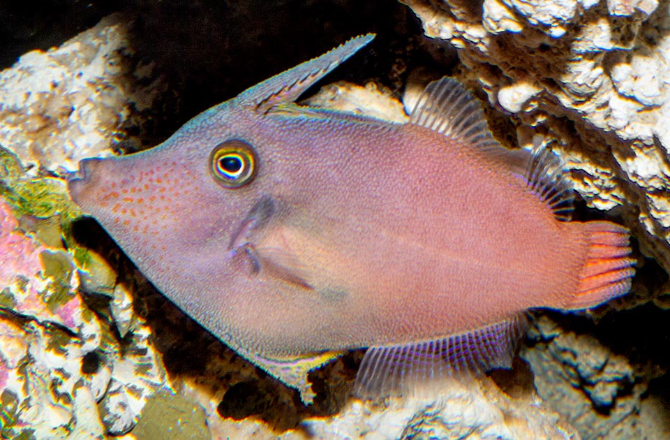 Pervagor aspricaudus, Monacanthidae, Orangetail filefish