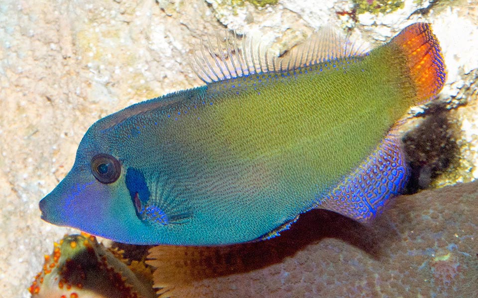 Pervagor janthinosoma se nourrit de petits invertébrés et d'algues benthiques. Bien que vendu pour les aquariums domestiques il est donc ensuite difficile à nourrir. 