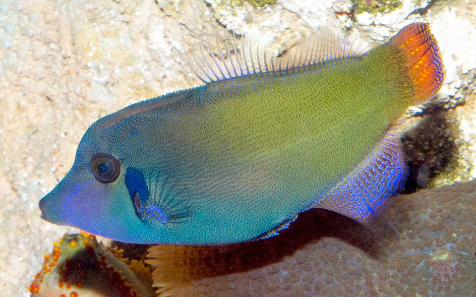 Pervagor janthinosoma, Monacanthidae, Blackbar filefish