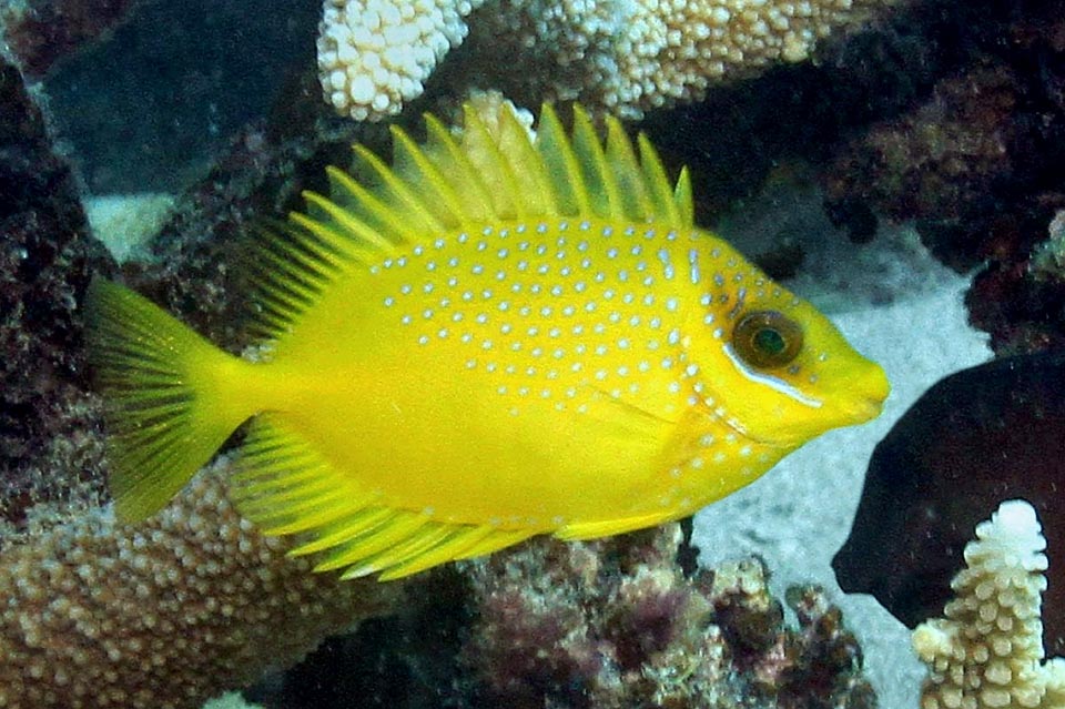 Siganus corallinus Juvenile