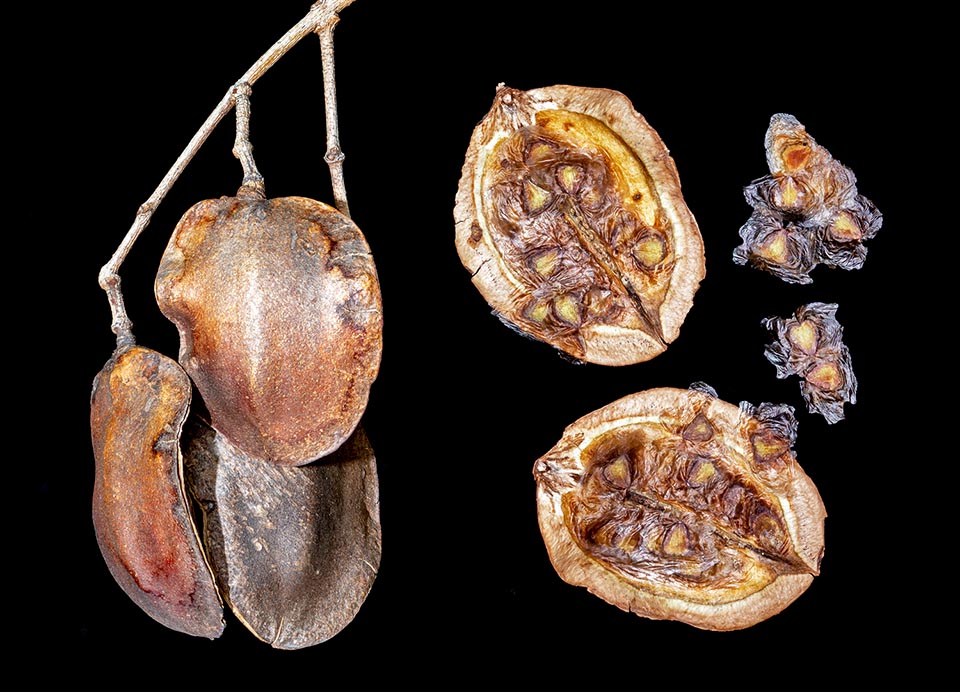 Jacaranda mimosifolia, Bignoniaceae