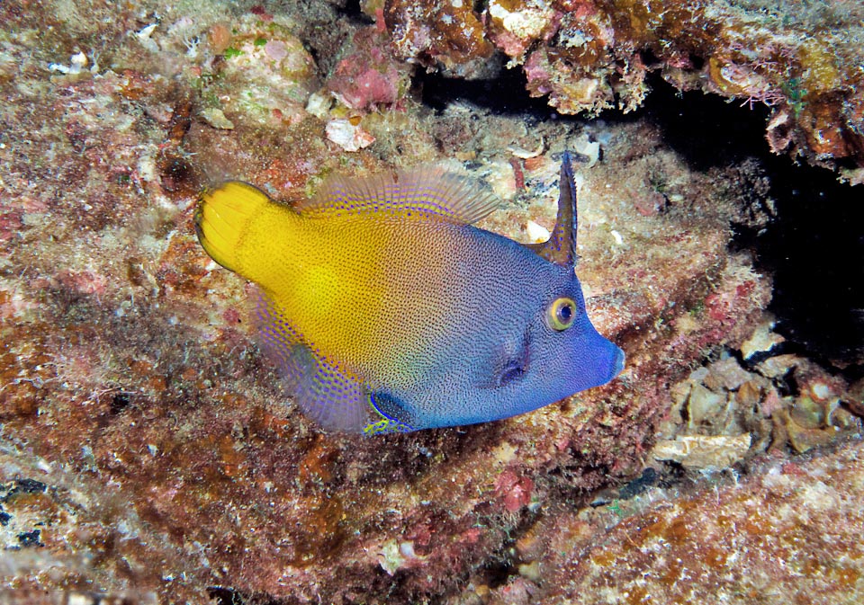 Pervagor aspricaudus, Monacanthidae, Orangetail filefish