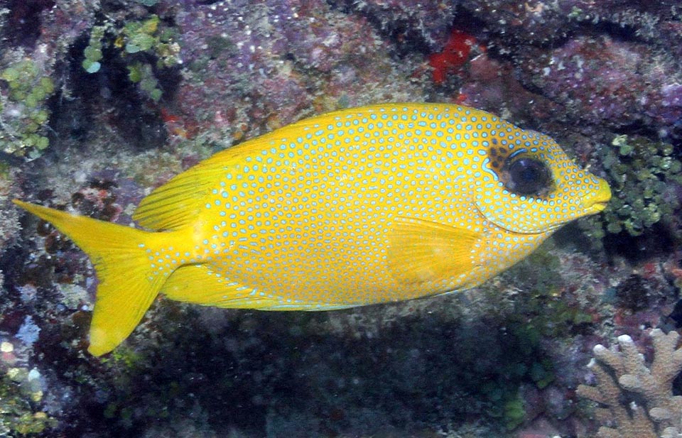 Siganus corallinus, Siganidae, Blue-spotted spinefoot