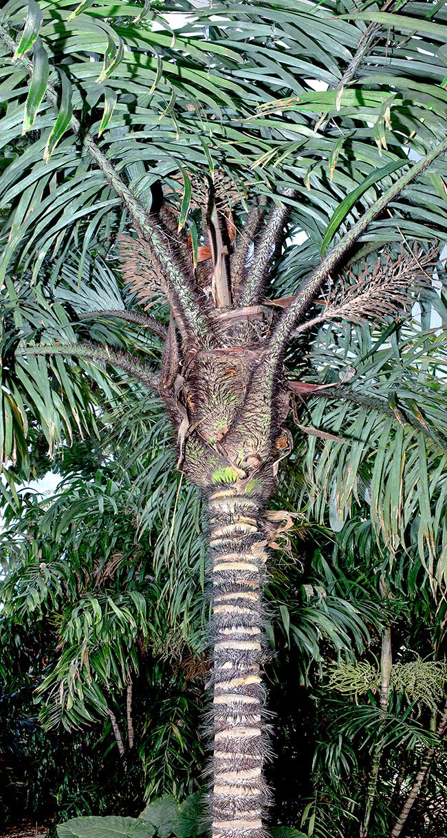 Astrocaryum standleyanum, Arecaceae