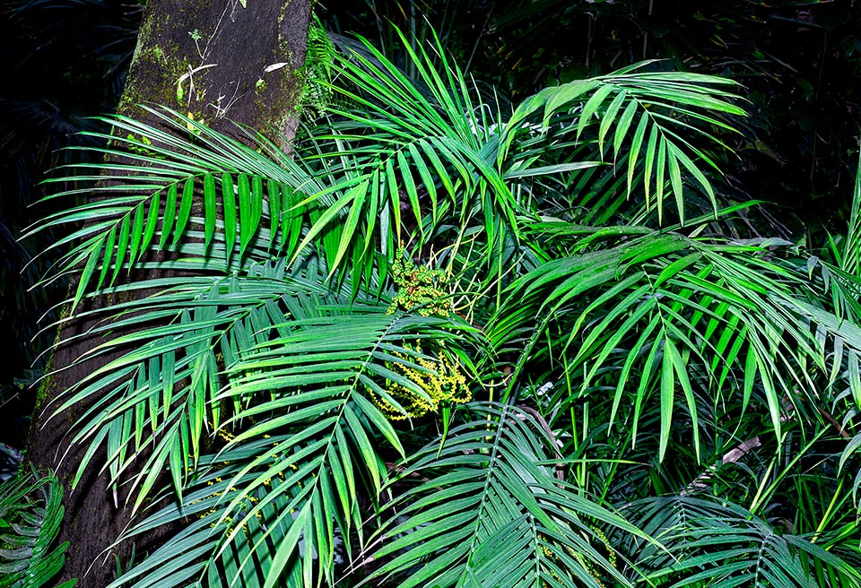 Chamaedorea hooperiana, Arecaceae