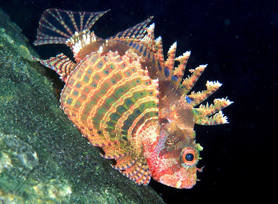 Dendrochirus brachypterus, Scorpaenidae, Dwarf lionfish