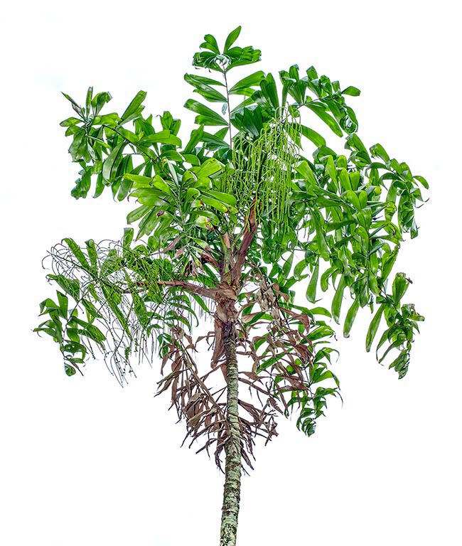 Dypsis pinnatifrons, Arecaceae
