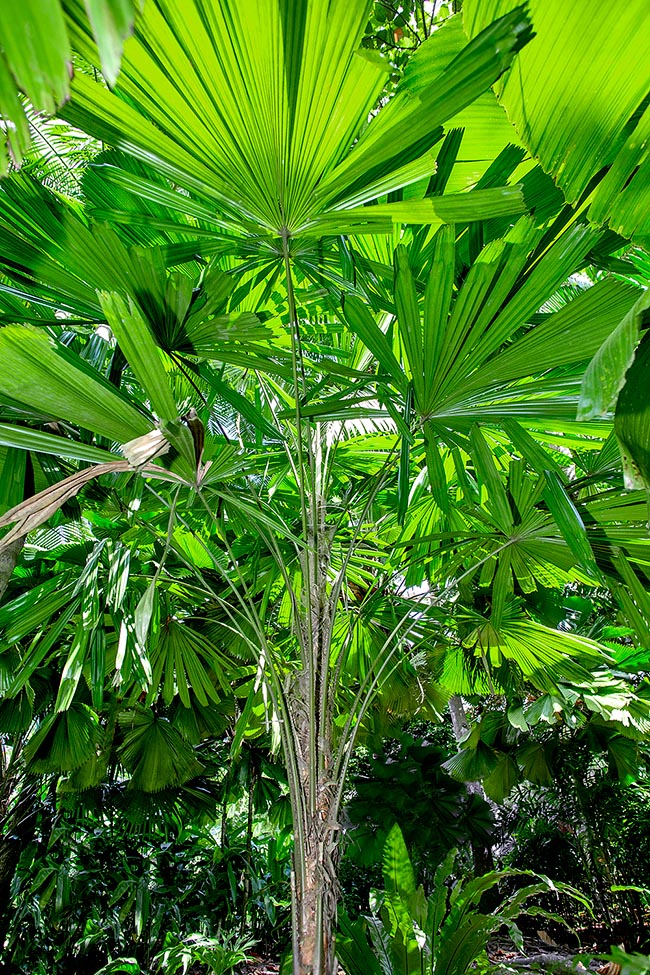 Licuala beccariana, Arecaceae