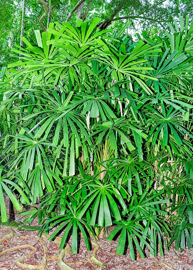 Licuala paludosa, Arecaceae