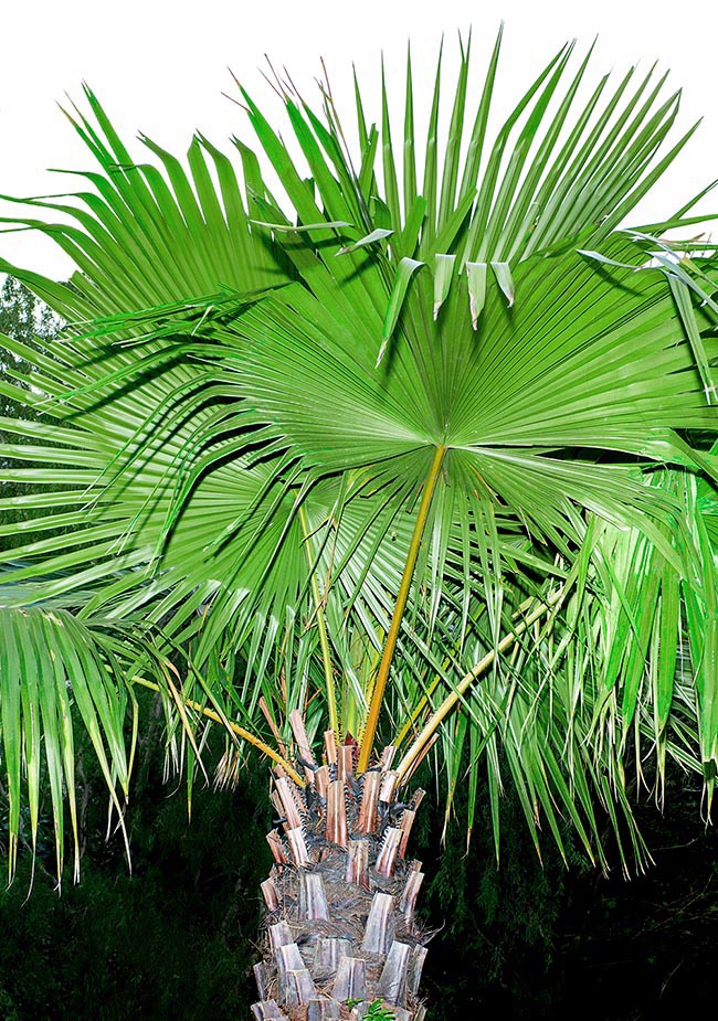 Livistona endauensis, Arecaceae