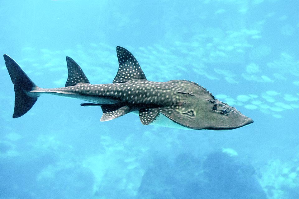 Fra i pesci cartilaginei Rhina ancylostoma ha caratteristiche di squali e razze