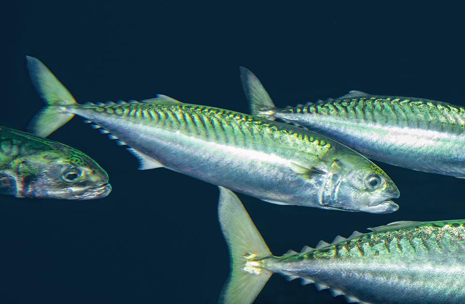 Scomber scombrus, Mackerel, Scombridae