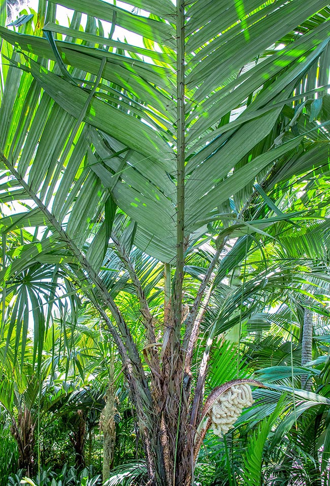 Astrocaryum standleyanum, Arecaceae