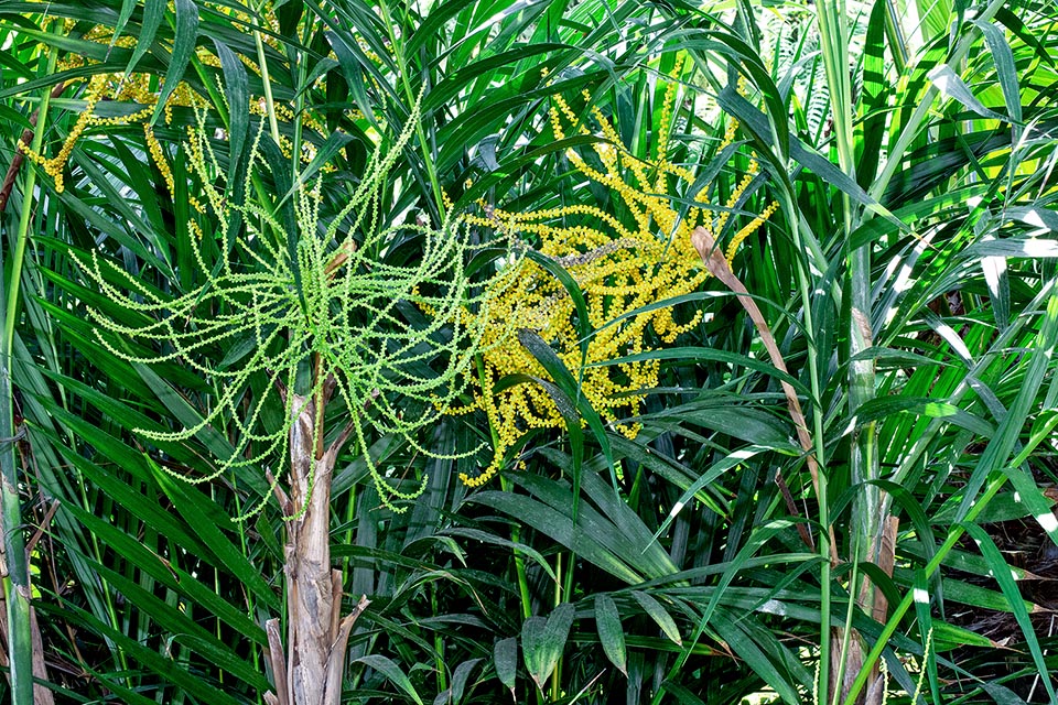 Chamaedorea hooperiana, Arecaceae