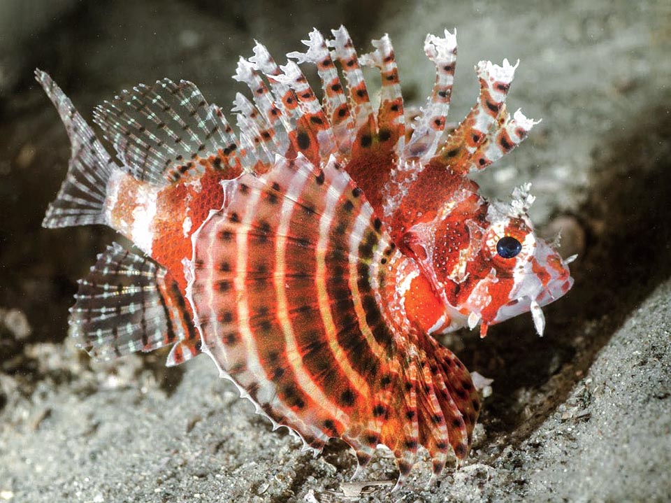 Dendrochirus brachypterus, Scorpaenidae, Dwarf lionfish