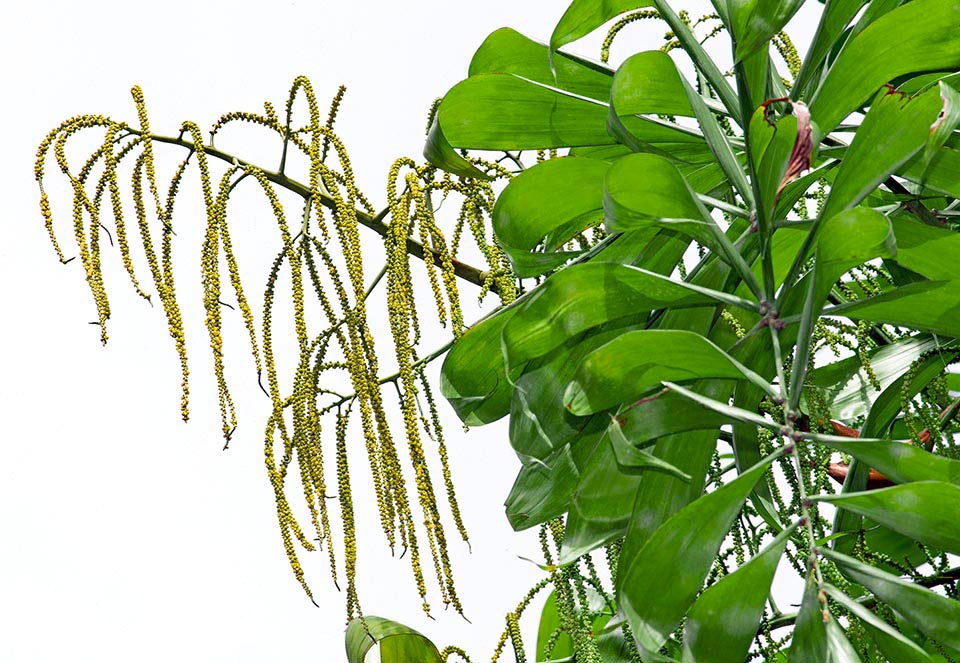 Dypsis pinnatifrons, Arecaceae