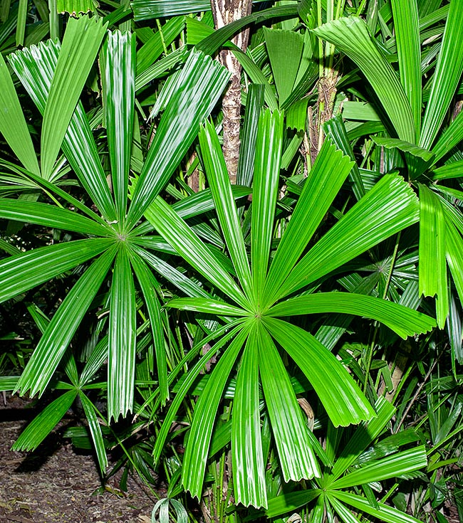 Licuala paludosa, Arecaceae