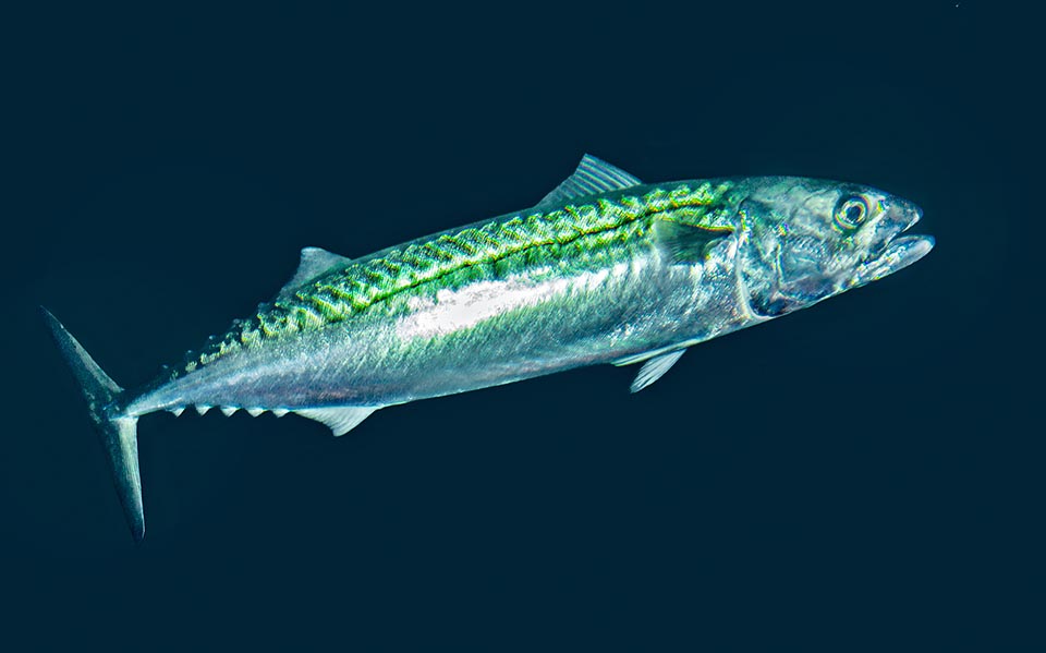 Scomber scombrus, Mackerel, Scombridae