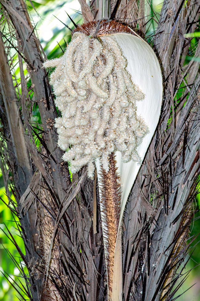 Astrocaryum standleyanum, Arecaceae