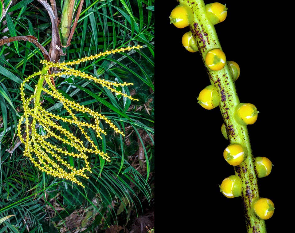 Chamaedorea hooperiana, Arecaceae