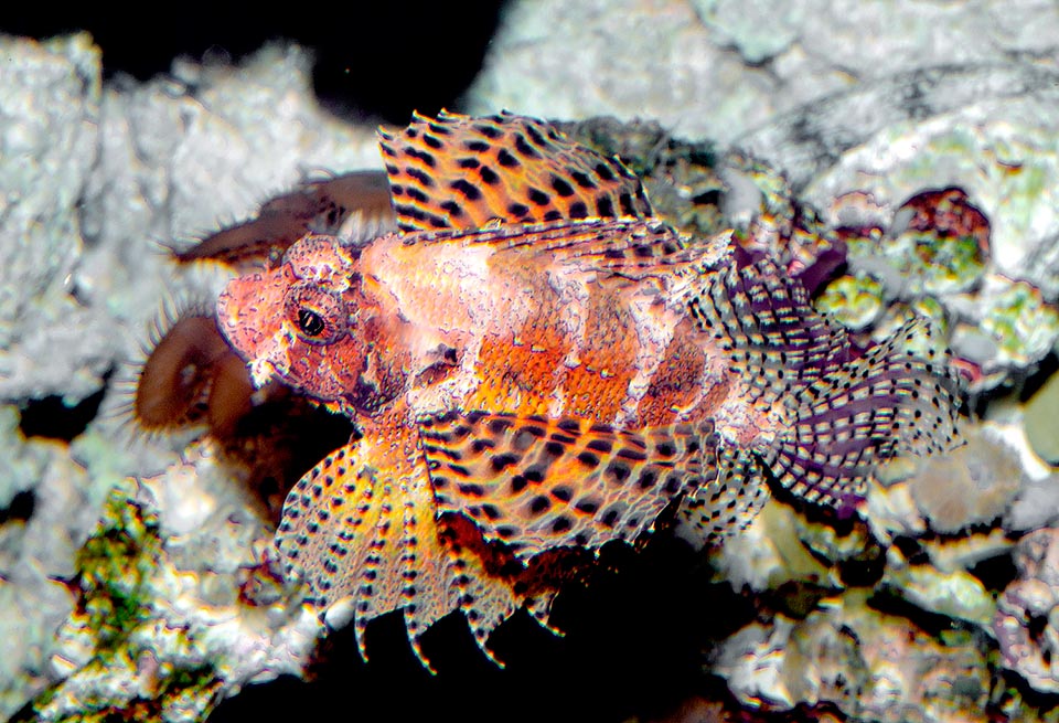 Dendrochirus brachypterus, Scorpaenidae, Dwarf lionfish