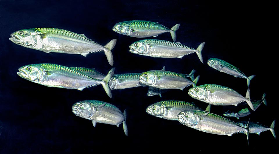 Scomber scombrus, Mackerel, Scombridae