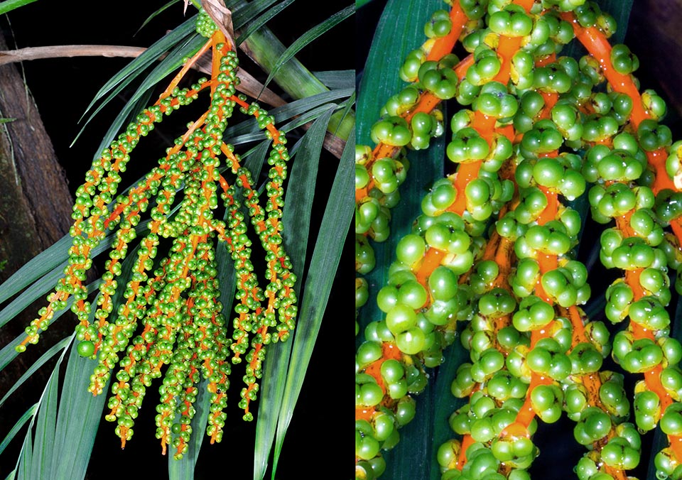 Chamaedorea hooperiana, Arecaceae