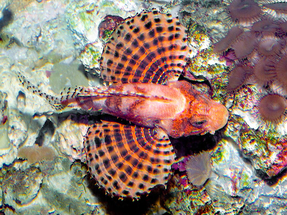 Dendrochirus brachypterus, Scorpaenidae, Dwarf lionfish