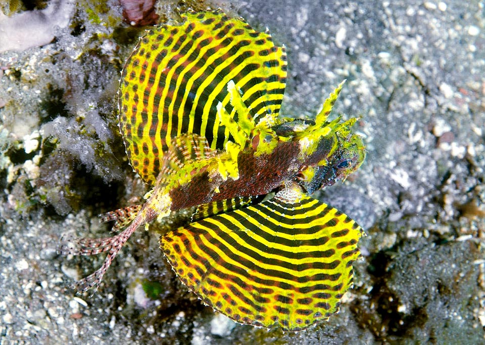 Dendrochirus brachypterus, Scorpaenidae, Dwarf lionfish