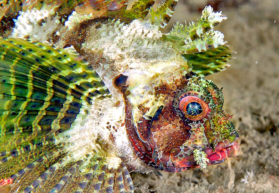 Dendrochirus brachypterus, Scorpaenidae, Dwarf lionfish