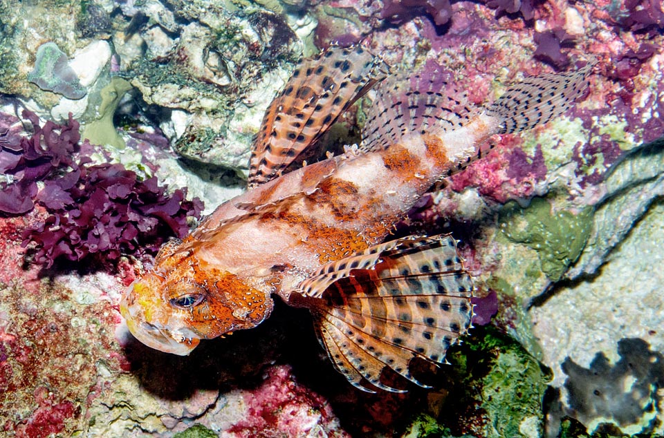 Dendrochirus brachypterus, Scorpaenidae, Dwarf lionfish